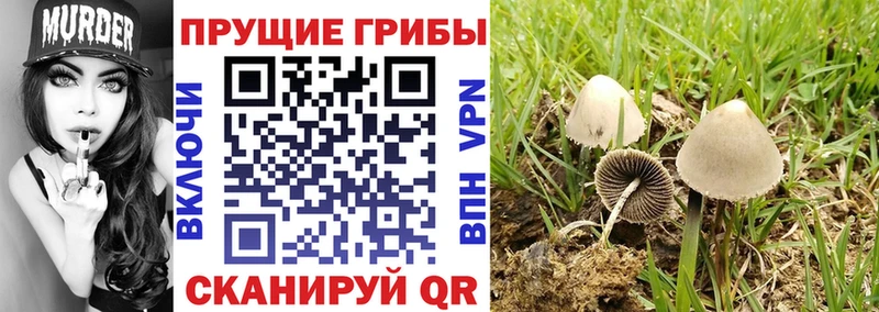 где продают наркотики  Карпинск  Галлюциногенные грибы Cubensis 